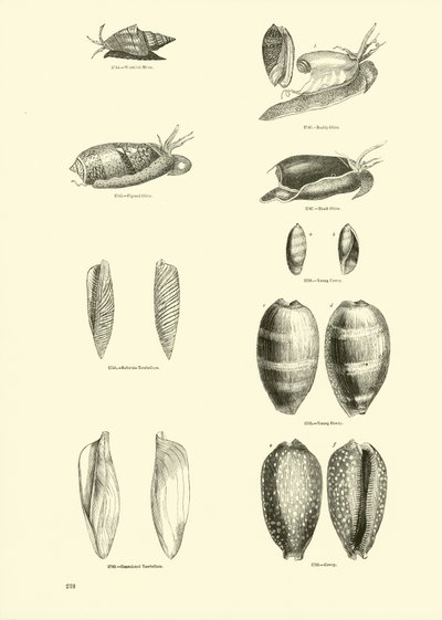 Page du Musée Pictural de la Nature Animée - English School