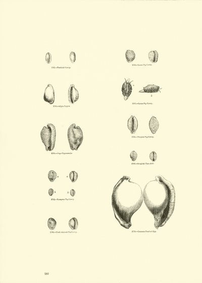 Page du Musée Pictural de la Nature Animée - English School