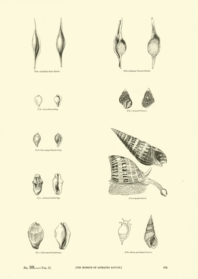 Page du Musée Pictural de la Nature Animée - English School