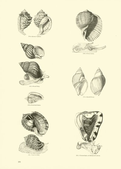 Page du Musée Pictural de la Nature Animée - English School
