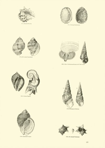 Page du Musée Pictural de la Nature Animée - English School
