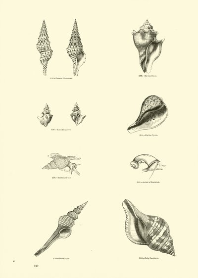 Page du Musée Pictural de la Nature Animée - English School