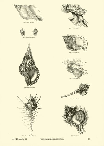 Page du Musée Pictural de la Nature Animée - English School