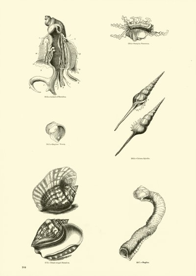 Page du Musée Pictural de la Nature Animée - English School