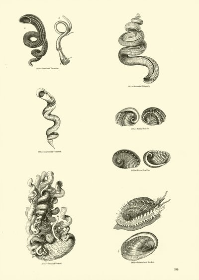 Page du Musée Pictural de la Nature Animée - English School