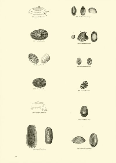 Page du Musée Pictural de la Nature Animée - English School
