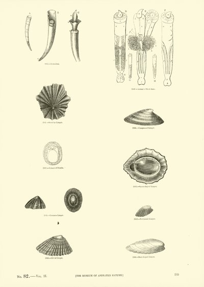 Page du Musée Pictural de la Nature Animée - English School