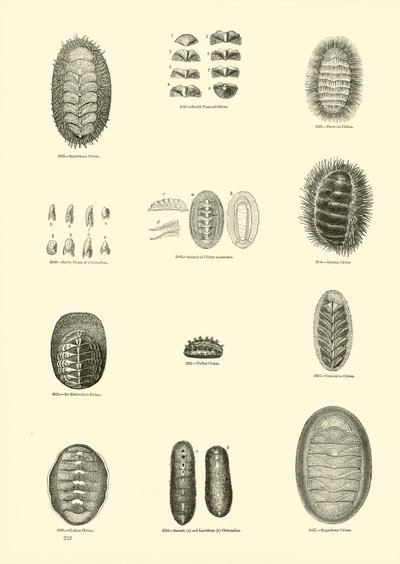 Page du Musée Pictural de la Nature Animée - English School