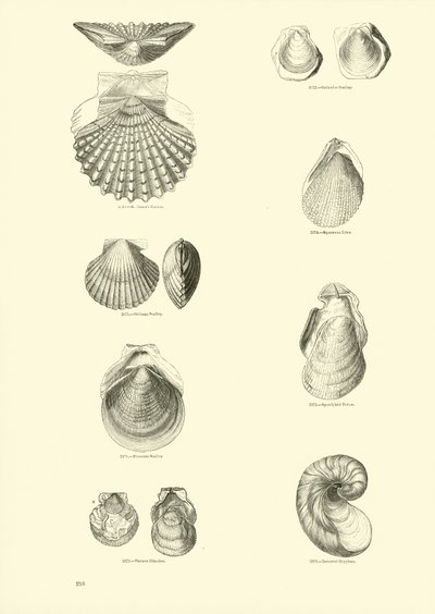 Page du Musée Pictural de la Nature Animée - English School