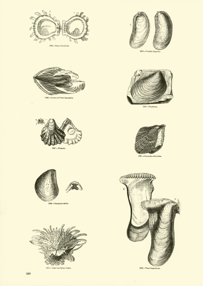 Page du Musée Pictural de la Nature Animée - English School