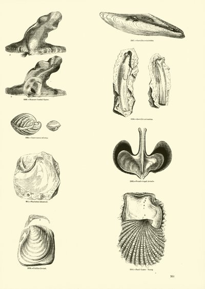 Page du Musée Pictural de la Nature Animée - English School