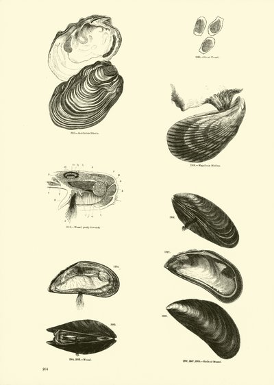 Page du Musée Pictural de la Nature Animée - English School