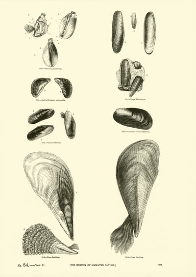 Page du Musée Pictural de la Nature Animée - English School