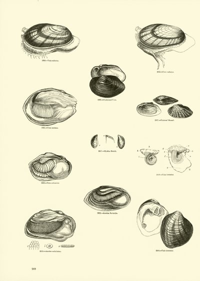 Page du Musée Pictural de la Nature Animée - English School