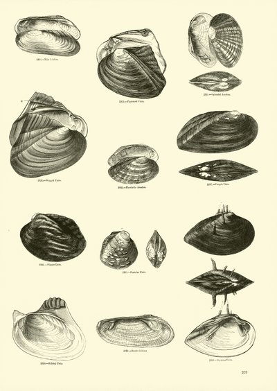 Page du Musée Pictural de la Nature Animée - English School