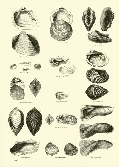 Page du Musée Pictural de la Nature Animée - English School