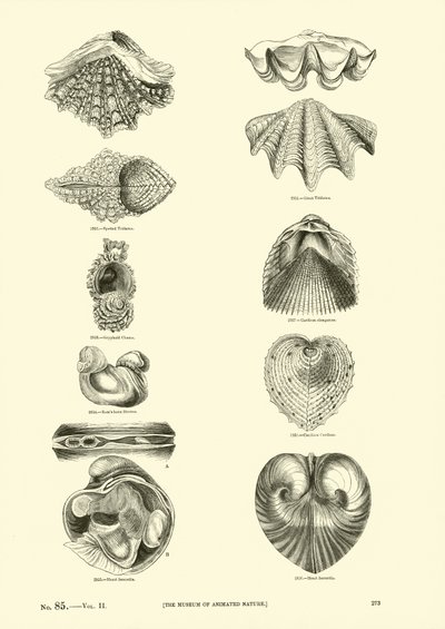 Page du Musée Pictural de la Nature Animée - English School