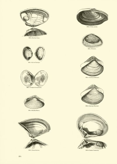 Page du Musée Pictural de la Nature Animée - English School