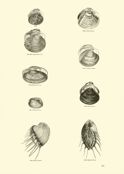 Page du Musée Pictural de la Nature Animée - English School