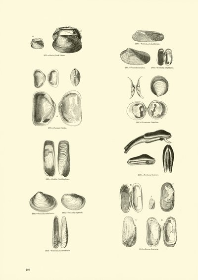 Page du Musée Pictural de la Nature Animée - English School