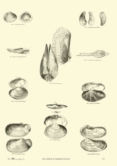 Page du Musée Pictural de la Nature Animée - English School