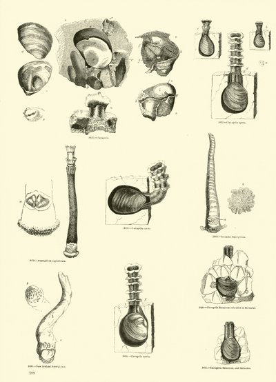 Page du Musée Pictural de la Nature Animée - English School
