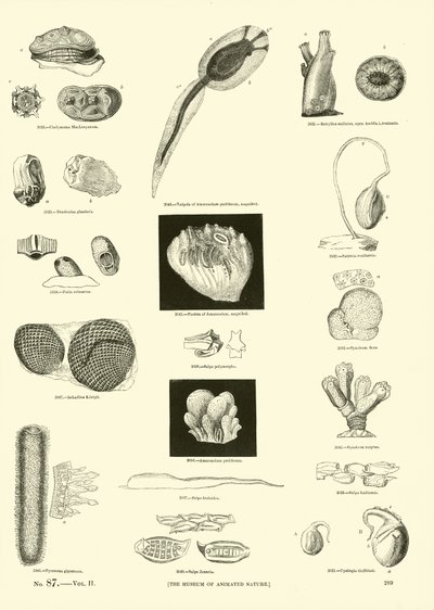 Page du Musée Pictural de la Nature Animée - English School