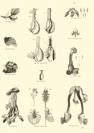 Page du Musée Pictural de la Nature Animée - English School