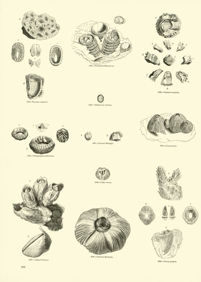 Page du Musée Pictural de la Nature Animée - English School