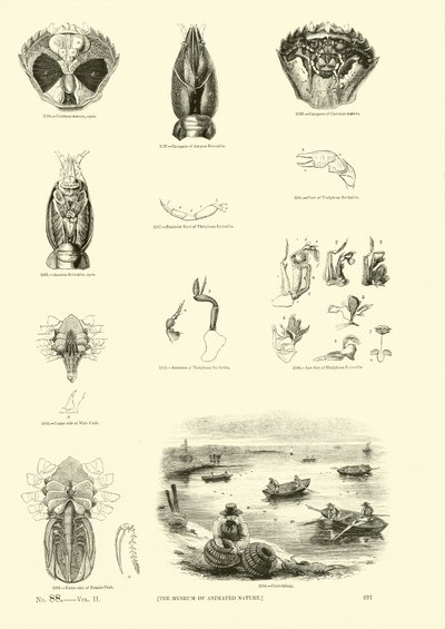Page du Musée Pictural de la Nature Animée - English School