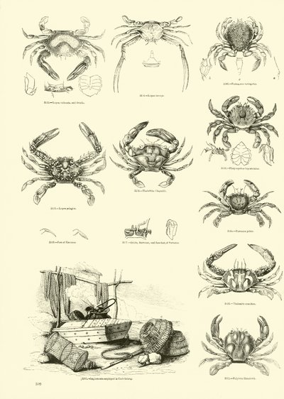 Page du Musée Pictural de la Nature Animée - English School