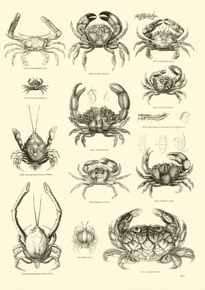 Page du Musée Pictural de la Nature Animée - English School