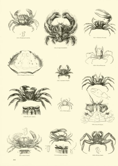 Page du Musée Pictural de la Nature Animée - English School