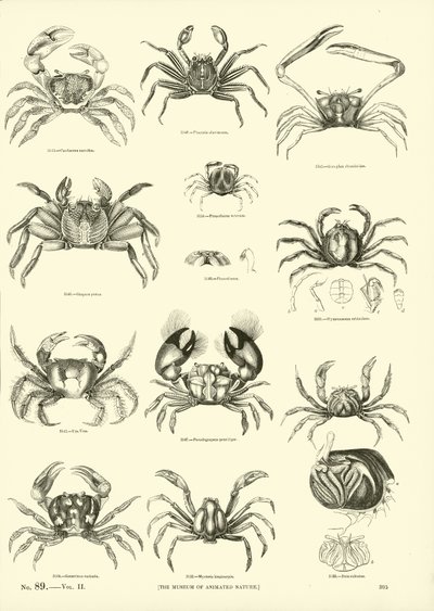 Page du Musée Pictural de la Nature Animée - English School