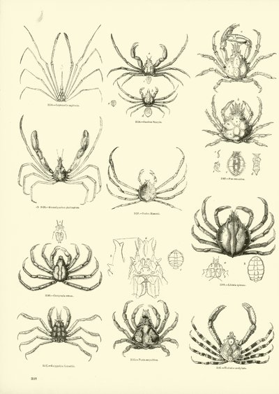 Page du Musée Pictural de la Nature Animée - English School