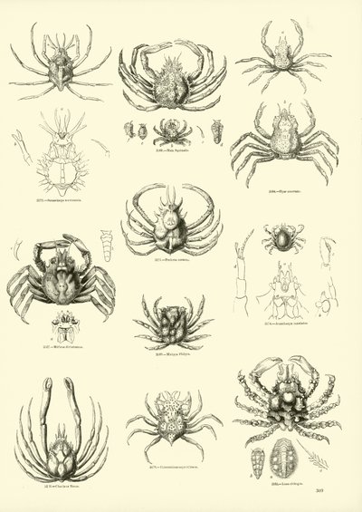 Page du Musée Pictural de la Nature Animée - English School