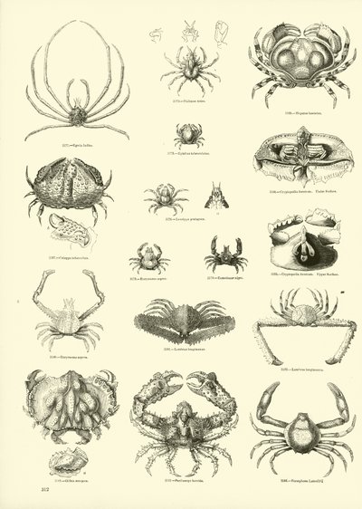 Page du Musée Pictural de la Nature Animée - English School