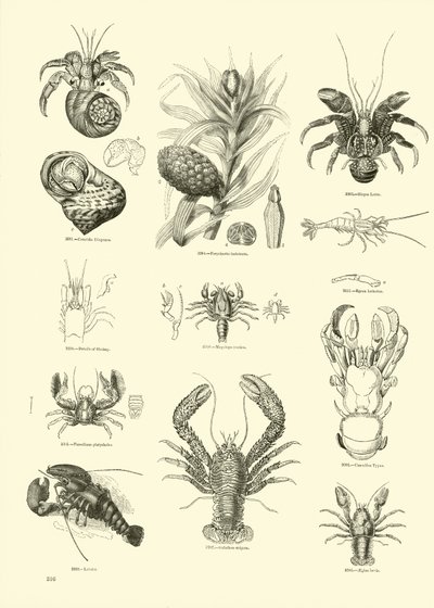 Page du Musée Pictural de la Nature Animée - English School