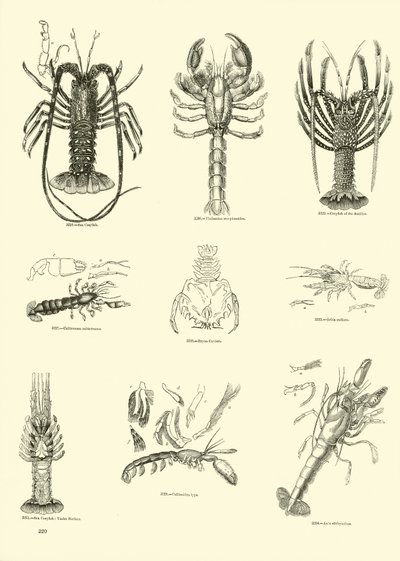 Page du Musée Pictural de la Nature Animée - English School