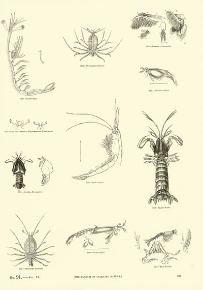 Page du Musée Pictural de la Nature Animée - English School