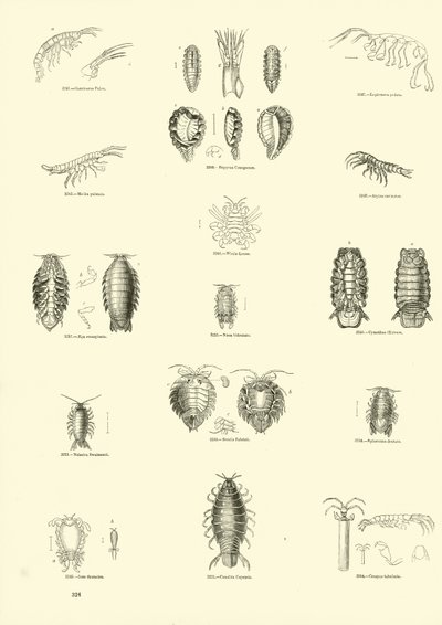Page du Musée Pictural de la Nature Animée - English School