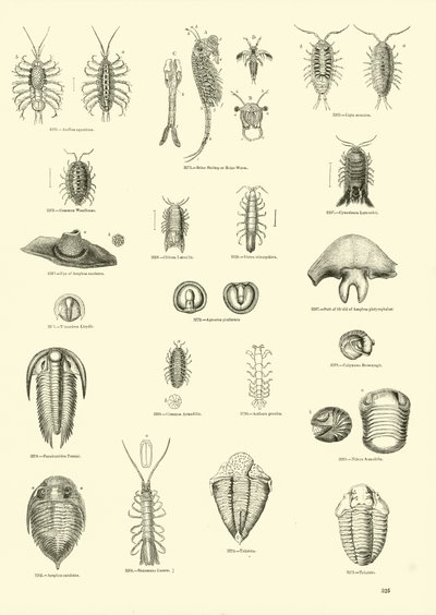 Page du Musée Pictural de la Nature Animée - English School