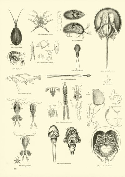 Page du Musée Pictural de la Nature Animée - English School