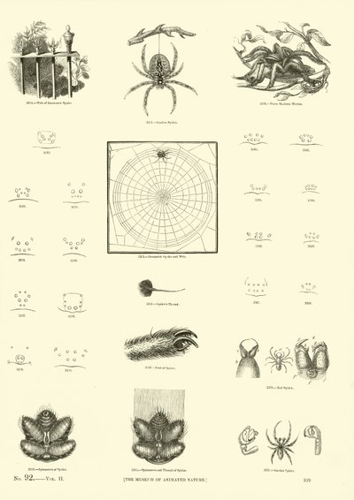 Page du Musée Pictural de la Nature Animée - English School