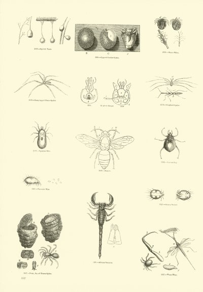 Page du Musée Pictural de la Nature Animée - English School