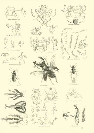 Page du Musée Pictural de la Nature Animée - English School