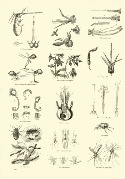 Page du Musée Pictural de la Nature Animée - English School