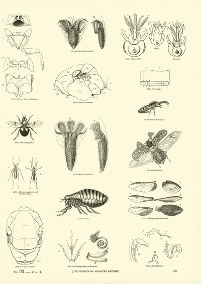 Page du Musée Pictural de la Nature Animée - English School