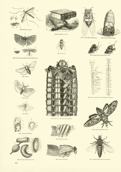 Page du Musée Pictural de la Nature Animée - English School