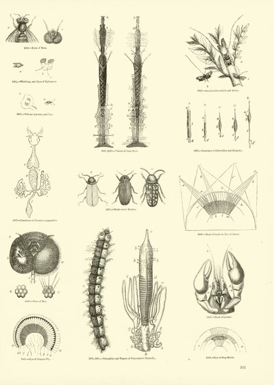 Page du Musée Pictural de la Nature Animée - English School